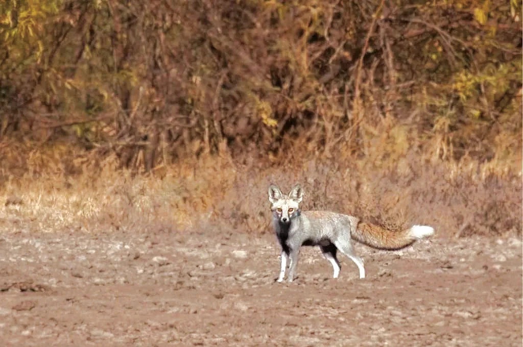 The Banni grassland in Gujarat’s Kutch is home to more than 40 species of grass that support a variety of wildlife, including the Indian desert fox. (Photo courtesy: Tarique Sani)