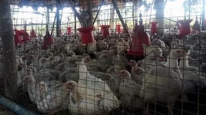 Japan culls 40,000 birds after 1st avian flu outbreak of season reported