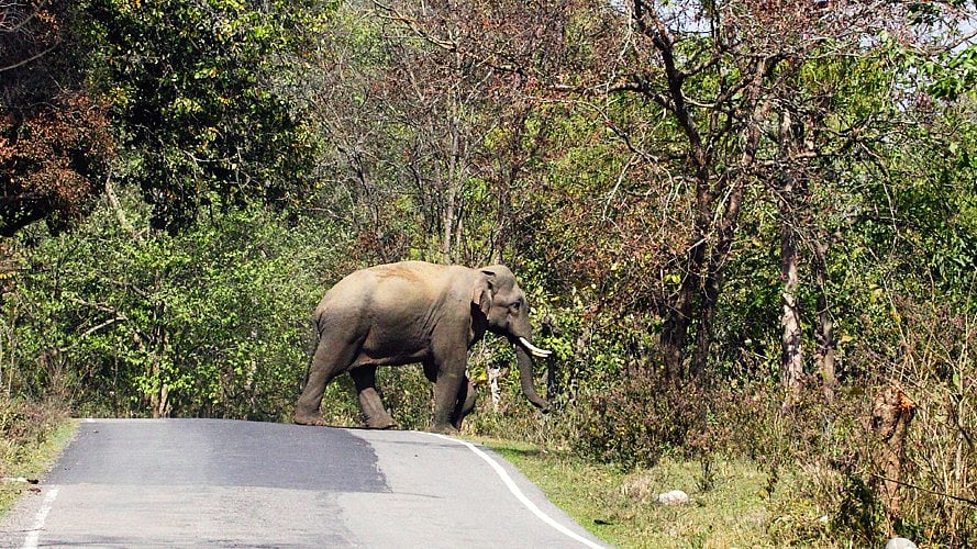 A lone elephant in Rajaji National Park (photo: Uttarakhand Tourism)
