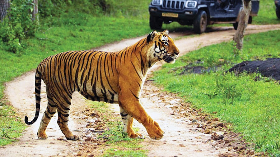 A rare sight in Achanakmar Tiger Reserve