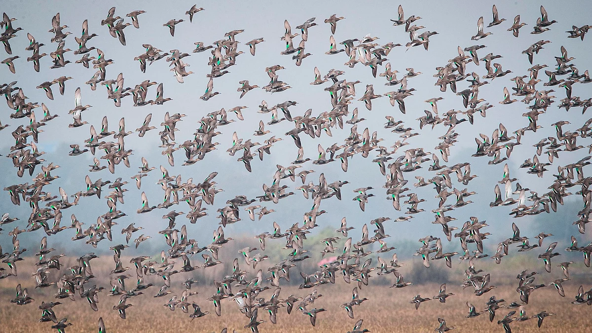 A flock of teals at the Harike wetlands in Punjab (photo courtesy @basantark/X)