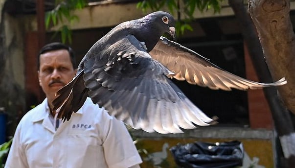 Chinese "spy pigeon" suspect detained for 8 months, now released