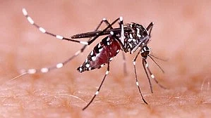 The study emphasises the need for the development of effective treatments and vaccines to mitigate the impact of chikungunya infections on global health. (photo: IANS)