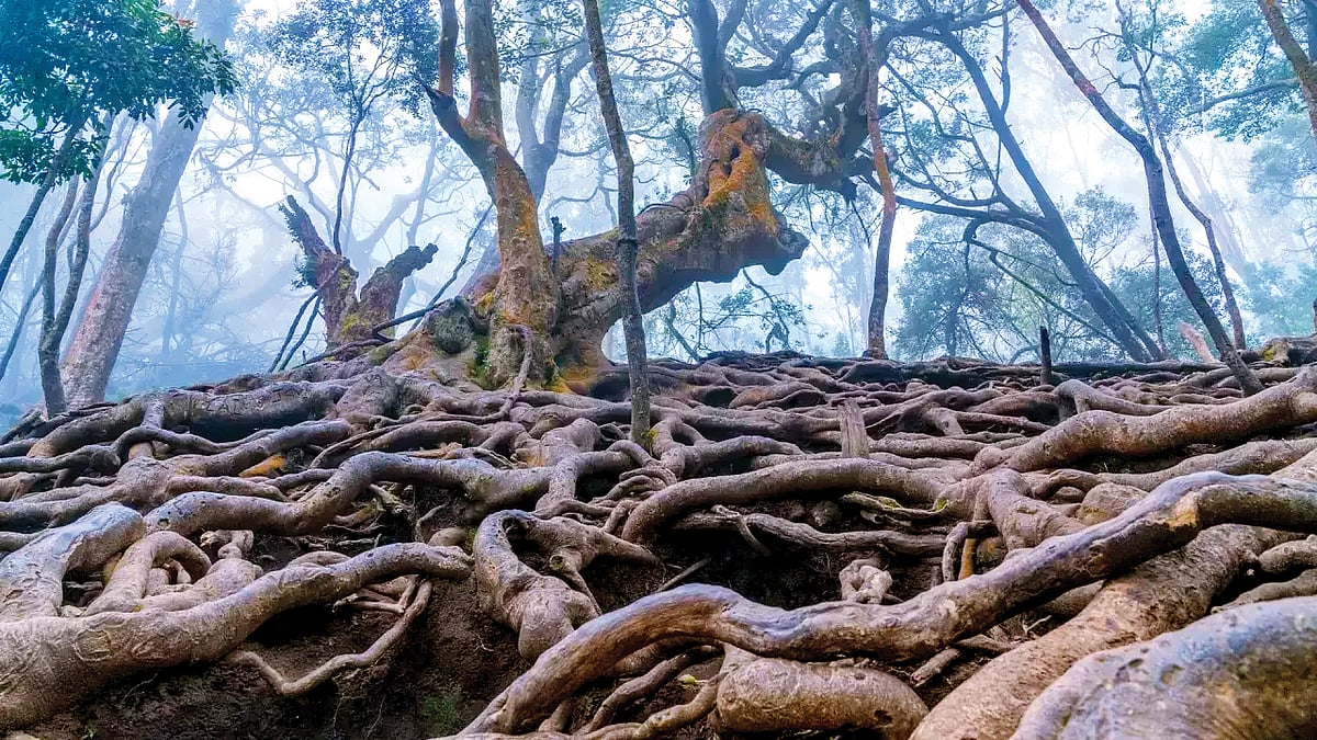 Situated at an altitude of 2,200 m, the Gunaa Caves have an air of mystery around them that thrills visitors (photo courtesy Tamil Nadu Tourism)