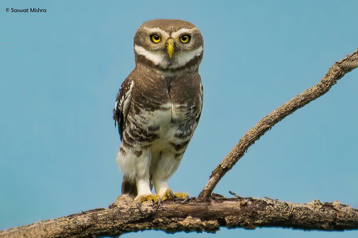 The forest owlet, rediscovered in 1997 in Nandurbar after 113 years of disappearance, is the last of Maharashtra's top 4 quartet of concern (photo: Saswat Mishra) 