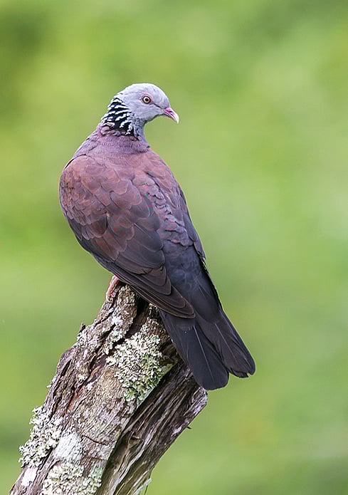The Nilgiri wood pigeon, a species endemic to the Western Ghats and hills of southern India, is also in the top 4 of Maharashtra's conservation priorities (photo: Navaneeth Kishor)