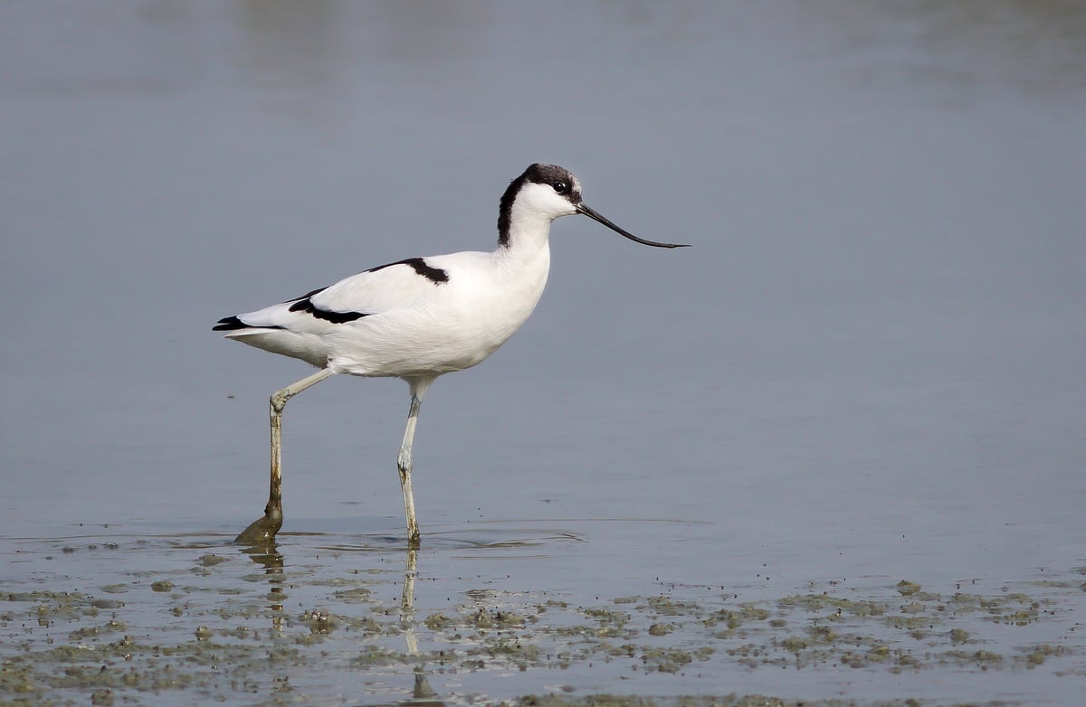 Wetland birds like the pied avocet are suffering virtually across the board  (photo: Tareq Uddin Ahmed)