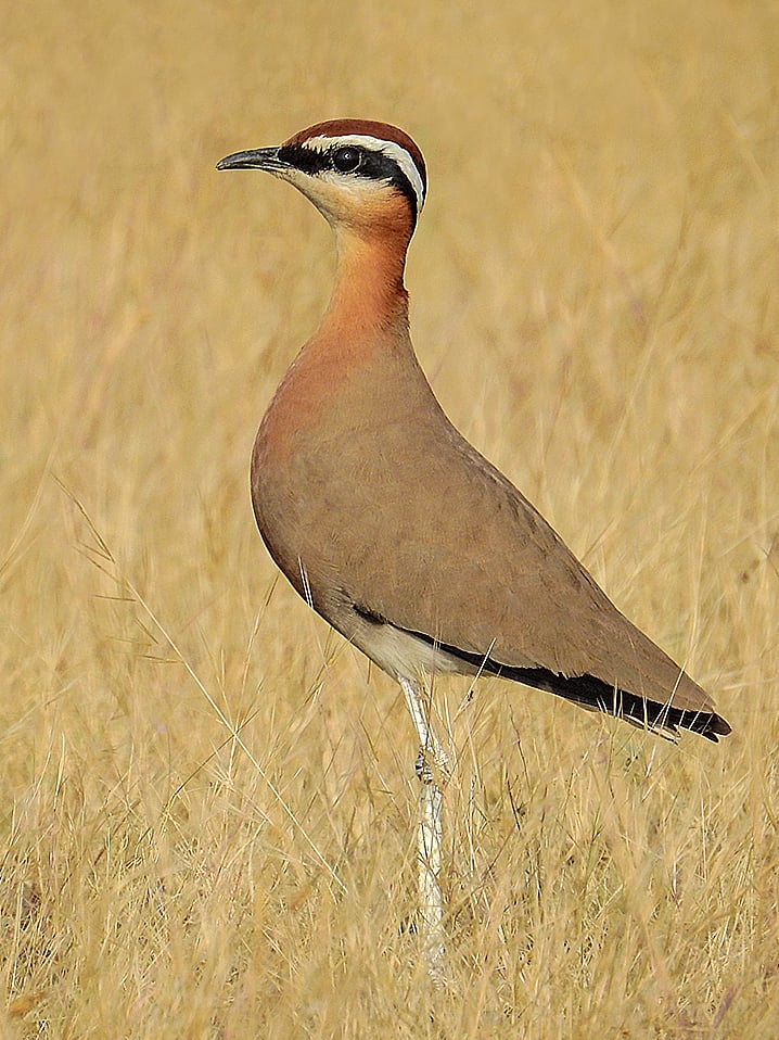 The beautiful Indian courser, a gem of the open natural systems of Maharashtra, also finds itself in the state's top 4 conservation priorities (photo: Shantanu Kuveskar)