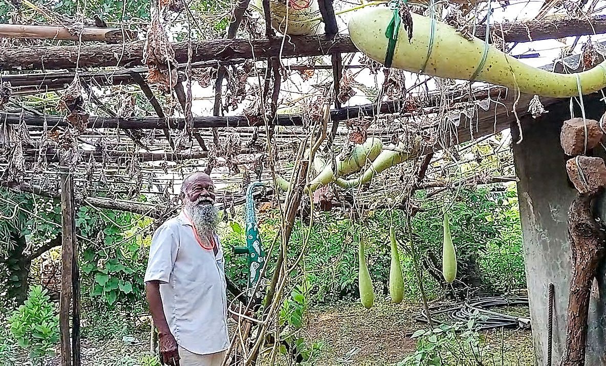 Bhiklya baba in the dudhi (bottlegourd) patch in his courtyard. He ties each one with string and stones to give it the required shape. "‘I grow these only to make tarpa. If someone steals and eats it, he will surely get a kestod [furuncle] or painful throat," he says