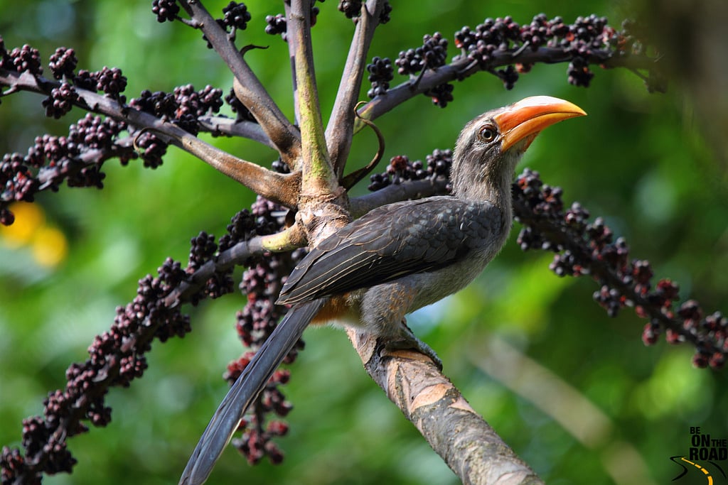 The Malabar grey hornbill, another Western Ghats and southern Indian hills' endemic species, is actually increasing—though still in Maharashtra's top 20 conservation priorities (photo: Sankara Subramanian)