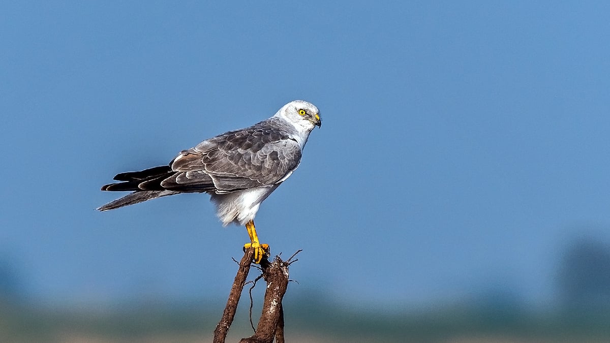 Open ecosystem species like this migratory pallid harrier are amongst the worst affected. It is one of Maharashtra's top 4 conservation priorities (photo: Mprasannak)