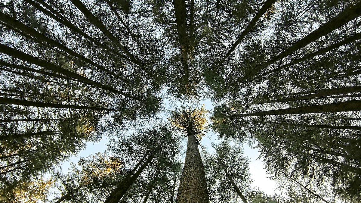 Tree cover in Indian Himalayan region down by 2.2 per cent in two years: Govt