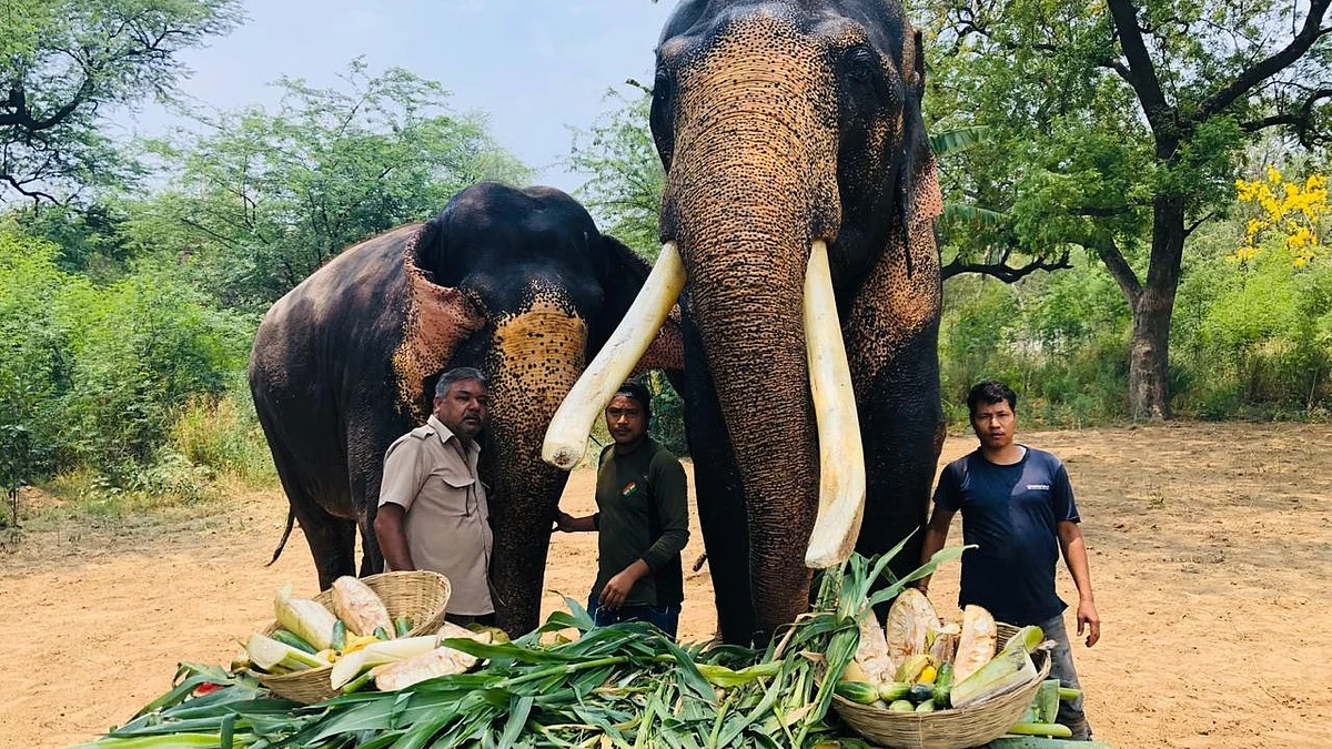 National Zoological Park is making adjustments to the animals' diet plan according to the weather conditions (representative image) (photo: @CZA_Delhi/X)
