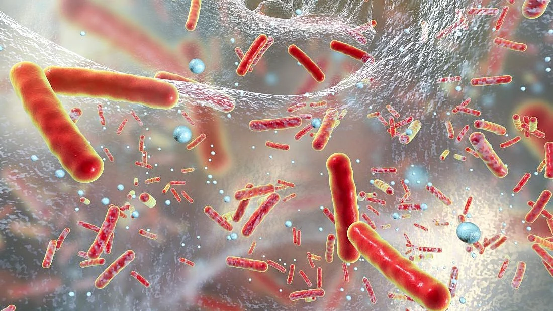 Representative image of bacteria species in a liquid medium (photo: IANS)