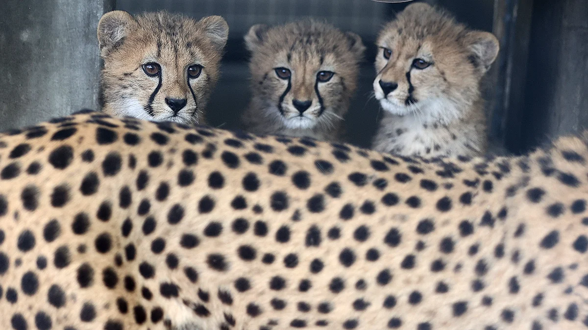 Representative image of cheetah cubs behind their mother (photo: IANS)