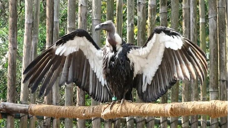 World's first Asian King vulture conservation centre in Uttar Pradesh