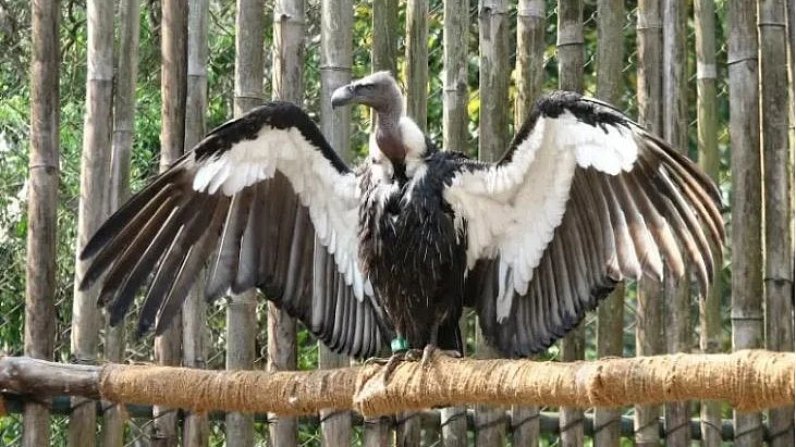In Uttar Pradesh, the red-headed vultures are rarely seen (photo: IANS)