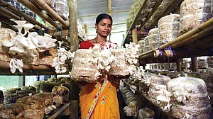 A mushroom farm on the outskirts of Agartala, Tripura