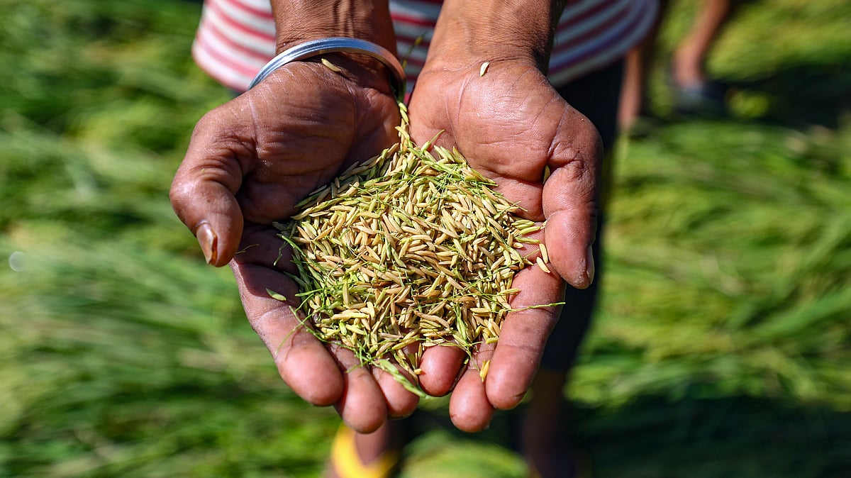 Uneven rains, water-intensive crops: Kharif worries mount for UP farmers