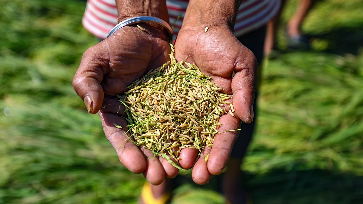 A farmer shows paddy (photo: PTI)