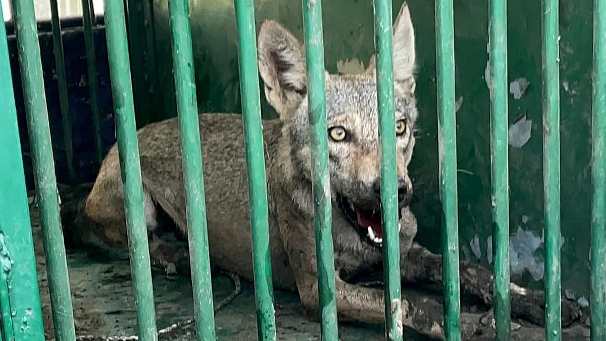 Bahraich: Another wolf, part of a pack which has allegedly killed several people, captured 