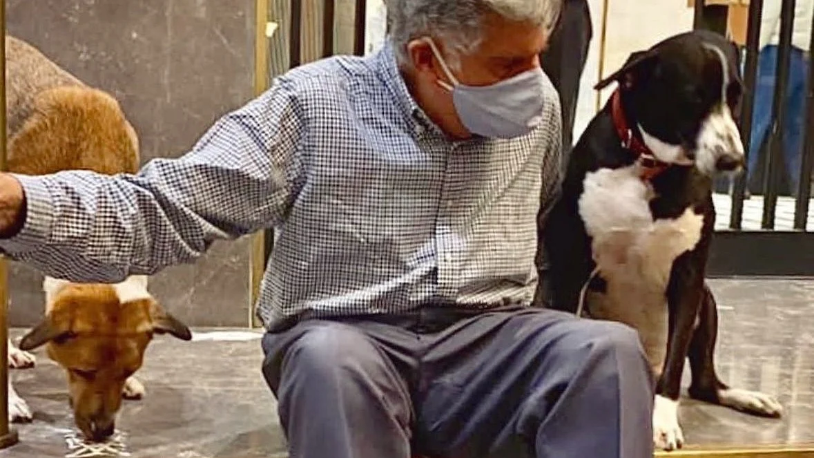 Old faithfuls: A masked Ratan Tata (centre) flanked by two 'strays', the one on the right being Goa