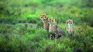 Cheetahs to be released back into wild starting October-end