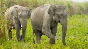 India's elephant population down by 20 per cent in 5 years: Report
