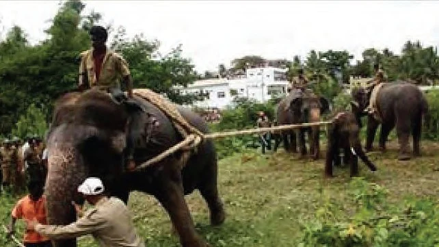 Despite their size, elephants are surprisingly delicate creatures