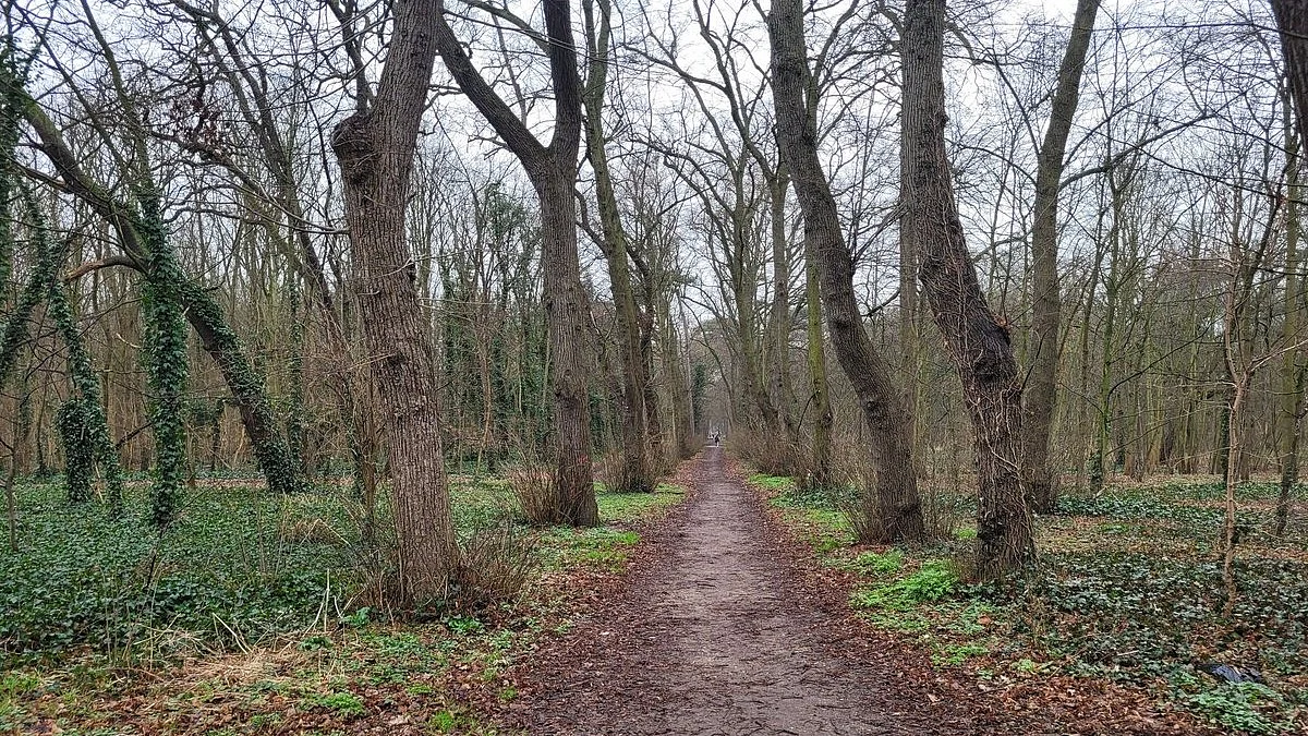 Path cuts through the Delhi Ridge — until one day there is no forest to go through?