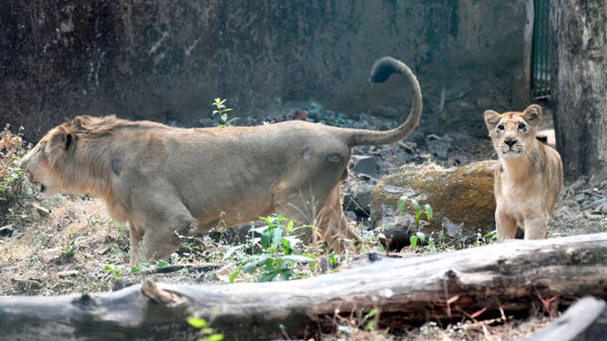 Alert loco pilots save 8 lions from getting hit by trains in Gujarat