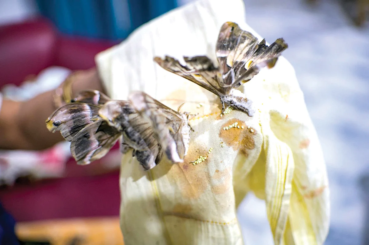 Eri silkmoths