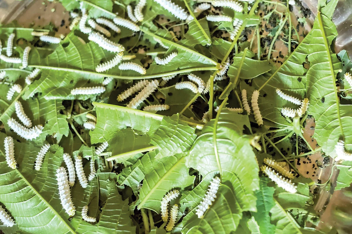 Eri caterpillars at work: eating till they are big enough to spin