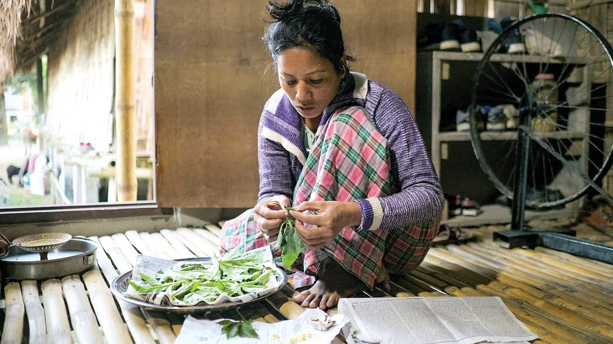 Deepika Kaman cleans and refills the feeding tray for eri silkworms with era paat (castor leaves)