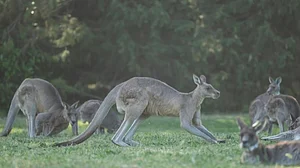Australian man arrested over deaths of 98 kangaroos