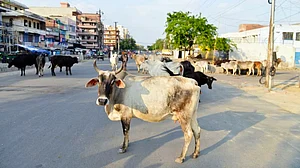 Indore: Cow vigilantes, municipal staff clash over 'illegal' gaushala