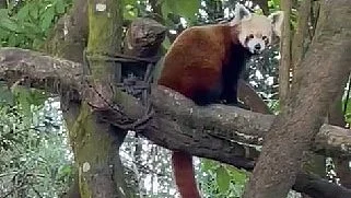 A red panda at Darjeeling Zoo (photo: NH)