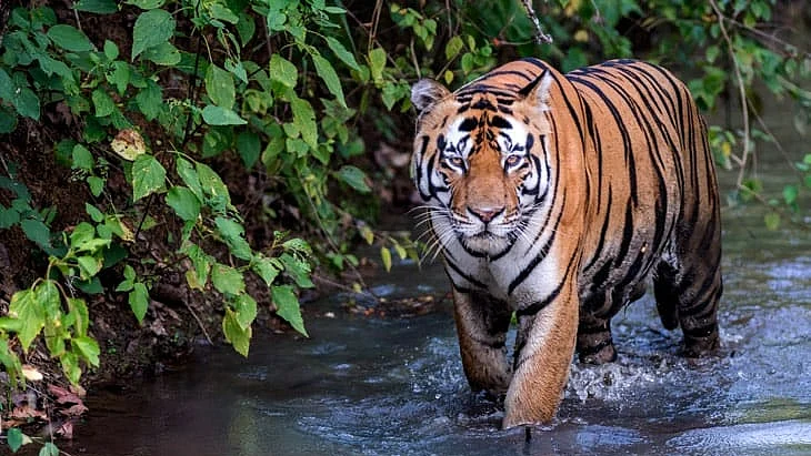 Representative image of a Bengal tiger (photo: IANS)