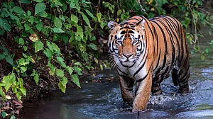 Madhya Pradesh to translocate 14 tigers to Gujarat, Chhattisgarh, Odisha