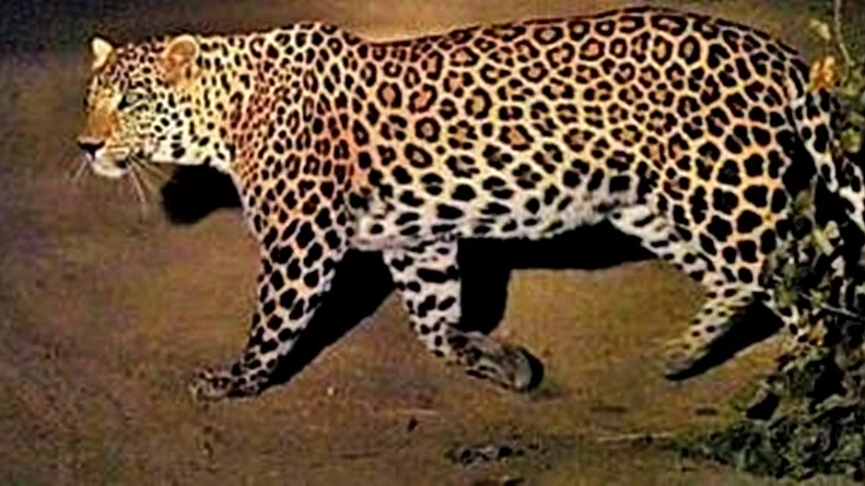 Representative image of a 'rogue' leopard 