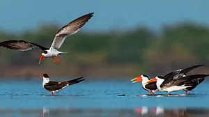 First-ever coastal and wader bird census kicks off in Jamnagar, Gujarat
