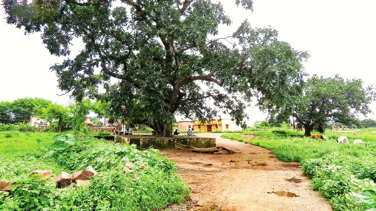 The banyan tree where community meetings were held (all photos by author)