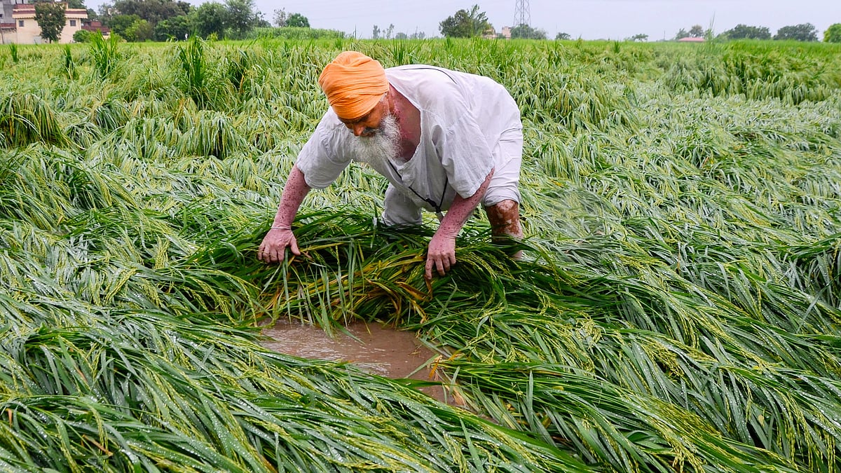 Climate change to cut wheat, rice yields by up to 10 per cent, officials warn