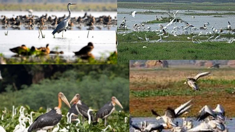 92,885 migratory birds of 85 species spotted in Himachal's Pong wetlands