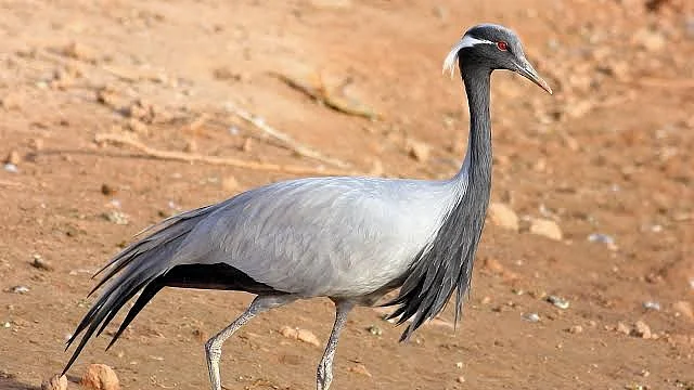 33 Demoiselle cranes dead of bird flu in Rajasthan