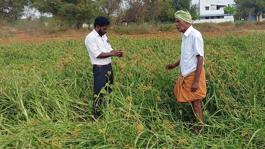 An ICAR official checks on the grain in a samba rice field in Karur (representative image)