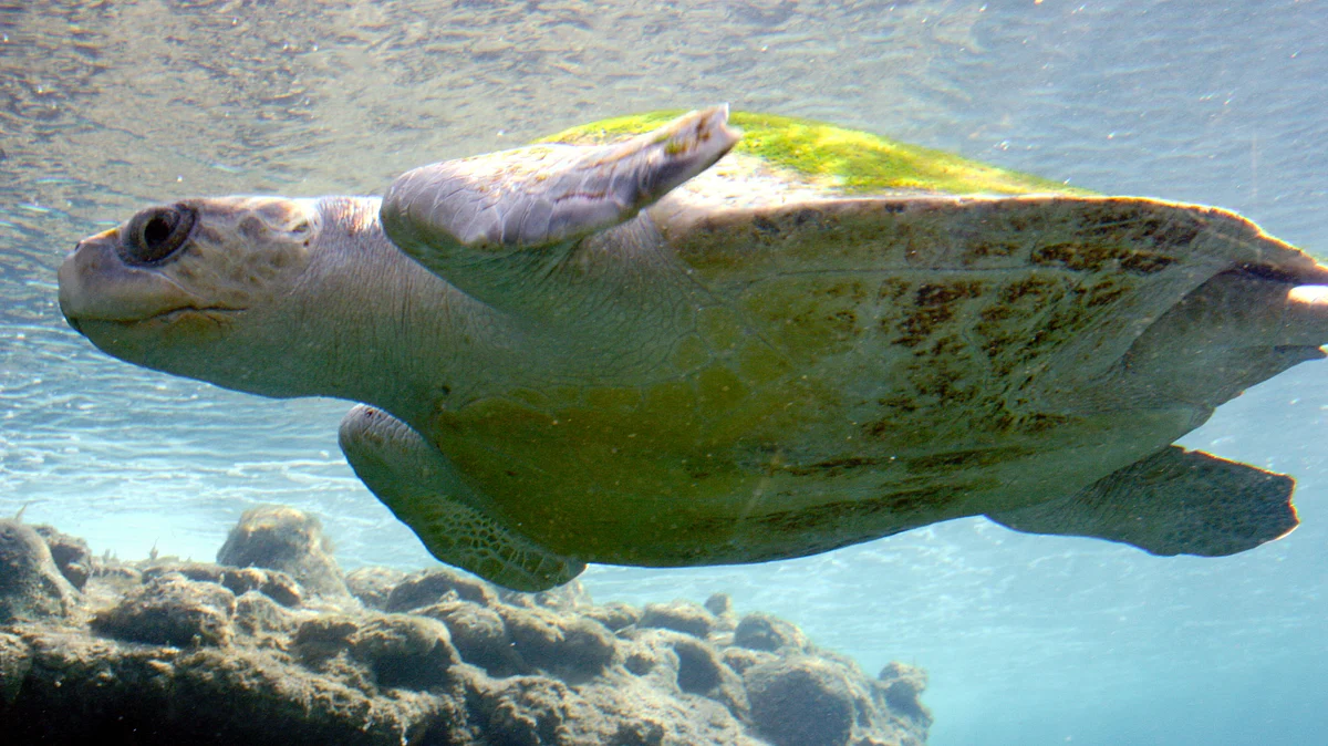 An Olive ridley sea turtle (photo: Wikimedia Commons)
