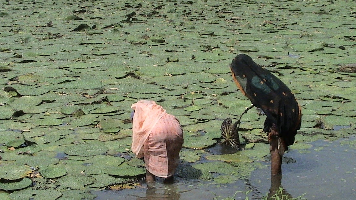 Makhana cultivation in Bihar (Photo courtesy: SAKHI)