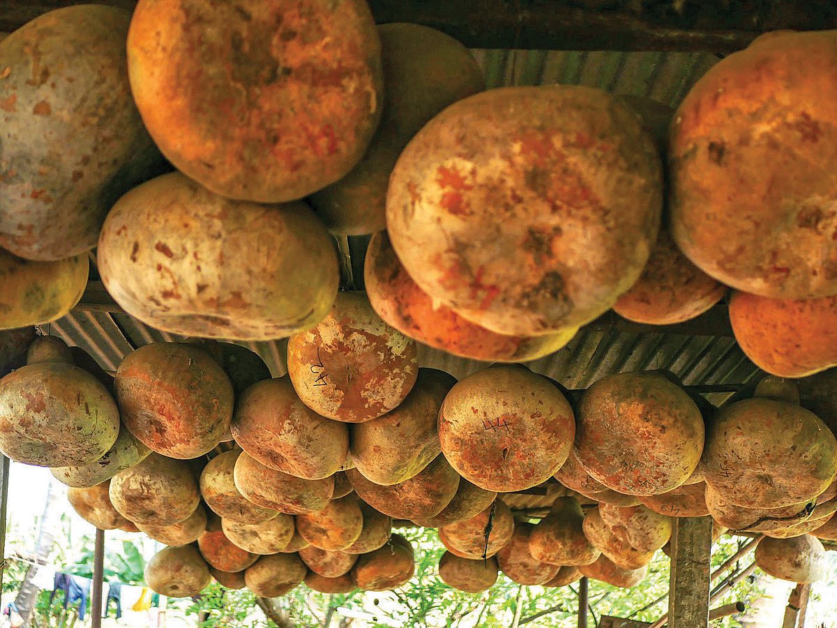 Pumpkins hung on the ceiling
