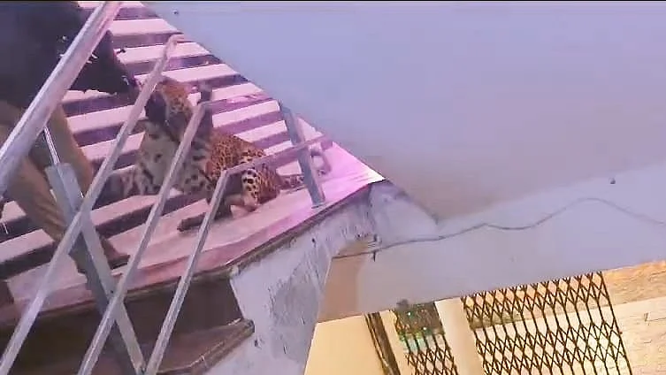 The leopard was tranquillised after hours of efforts at around 2 am (photo: @mishra_au/X)